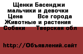 Щенки Басенджи ,мальчики и девочки › Цена ­ 1 - Все города Животные и растения » Собаки   . Тверская обл.